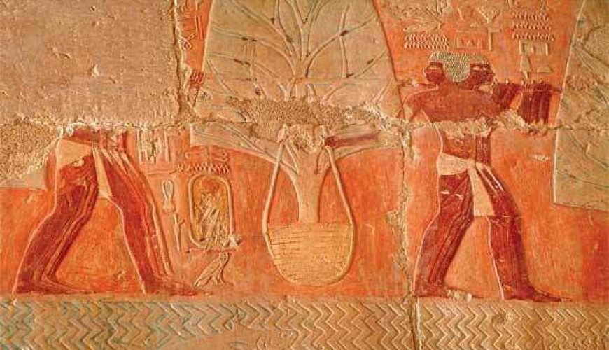 Mural from the Temple of Hatshepsut in Deir el-Bahari, Luxor, showing myrrh trees brought from Puntland.