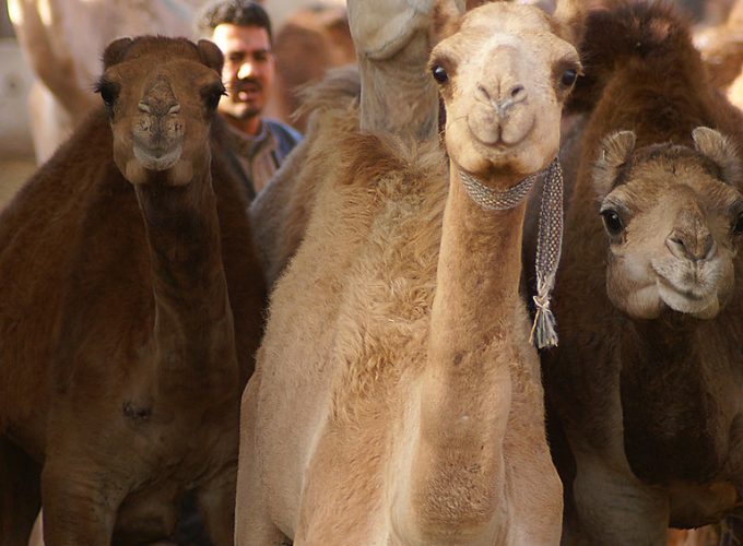 Camel Market of Birqash Tour