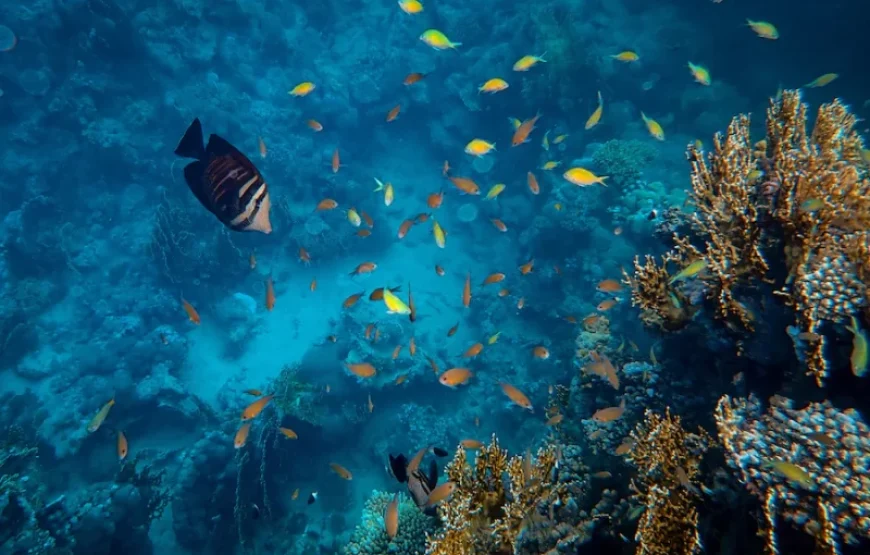 Hurghada Scuba diving