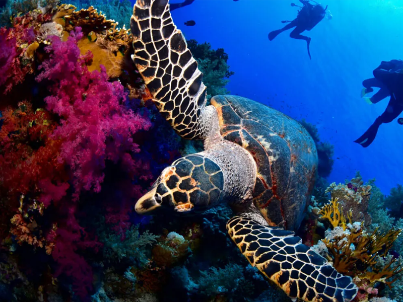 Sharm El Sheikh